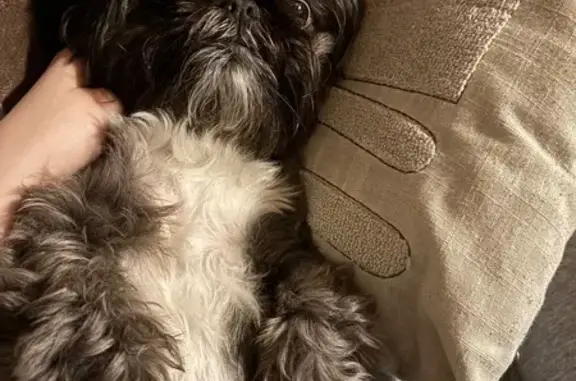 Lost Sweet Dog: New Dixville Rd, Harrodsburg