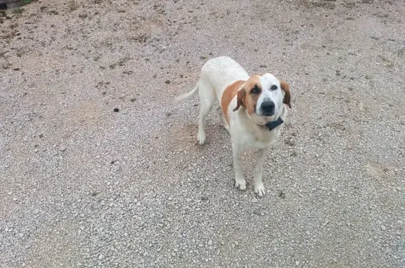 Animaux trouvés , photo: Chienne de chasse trouvée sans GPS actif