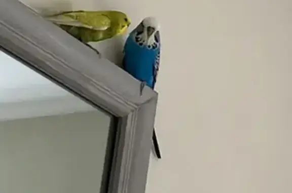 Lost Bird: Yellow, Green Tummy, Grand Ave