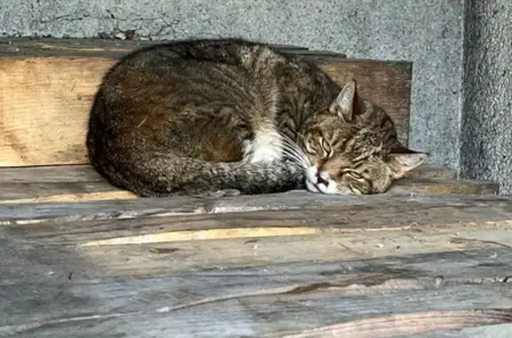 Animaux trouvés , photo: Chat sociable trouvé à Le Bourg, blessé