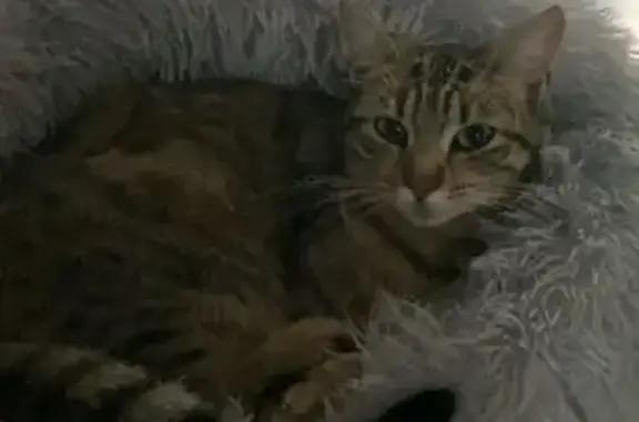 Chatte disparue à Sérent, craintive et petite - photo