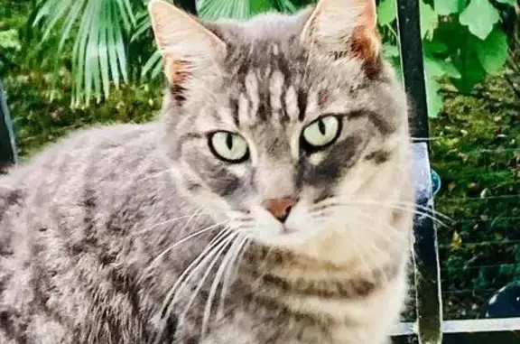 Chat perdu : Gus, entaille oreille gauche - photo