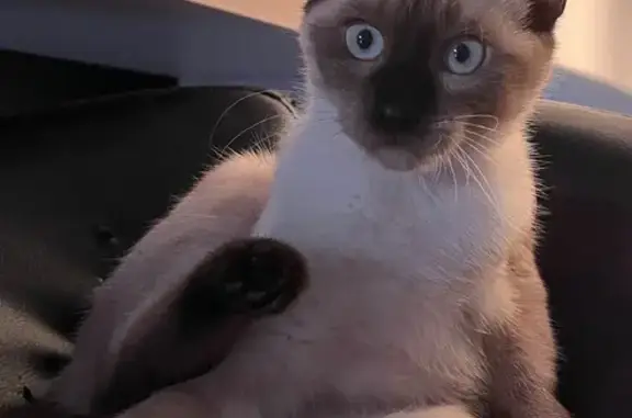 Chat perdu, Soues, photo: Chat perdue, 1 an, craintive, Soues