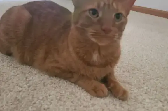 Lost Ginger Cat: Oak View Court Area