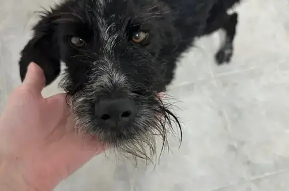 Perro negro hallado en carrete...