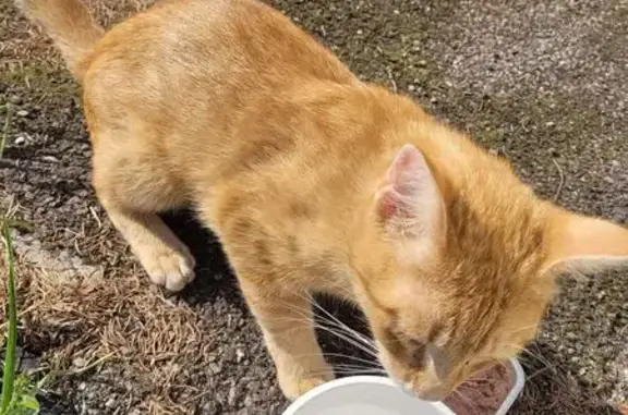 Animaux trouvés Creutzwald, photo: Chat maigre trouvé, affamé, non castré