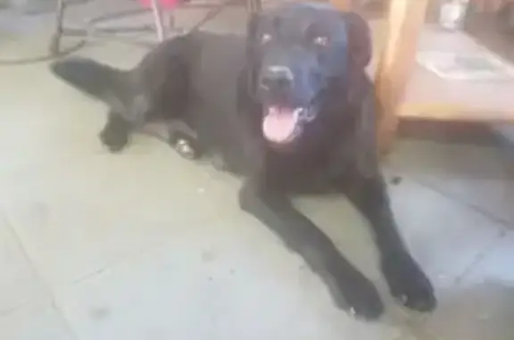 Labrador noir perdu, tâche blanche, La Sure - photo