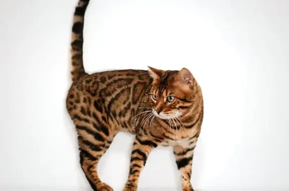Lost Leopard-Like Cat: Ace Needs Help!