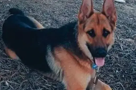 Perro Perdido en Los Vientos, Murcia