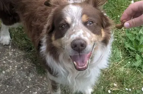 Chien trouvé Brumath, photo: Chien mâle brun et blanc trouvé à Brumath