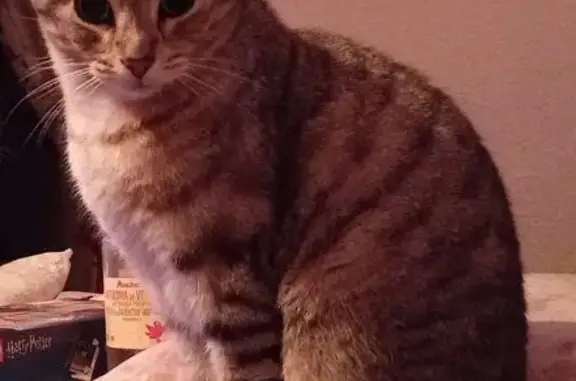 Gato Perdido en Argés: Paco, Gris Atigrado