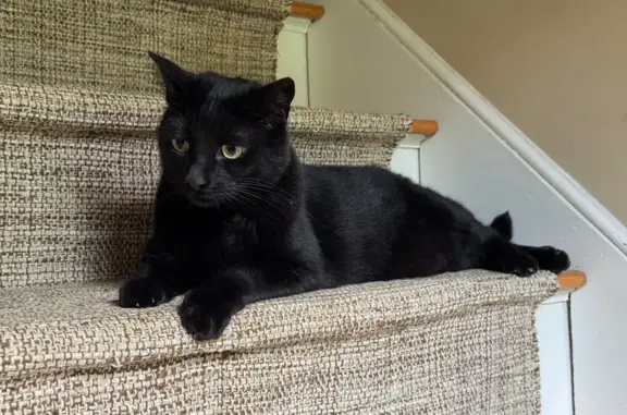 Missing cat , photo: Lost Black Cat Mickey: Pine St, Norfolk