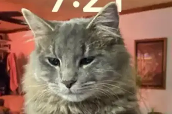 Lost Gray Tabby - Sweet & Calm, Call Now!