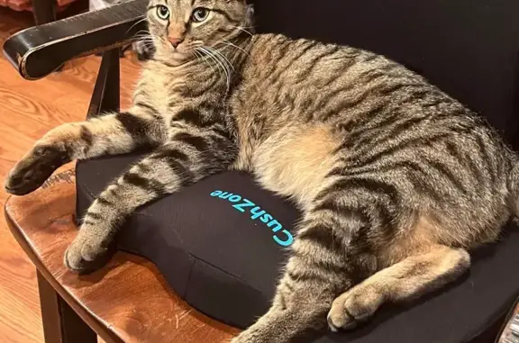 Lost Tabby Cat 'Mac' on 95th Street!