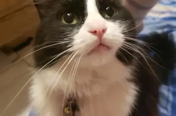 Lost Tuxedo Cat: Green Eyes, Pink Paws