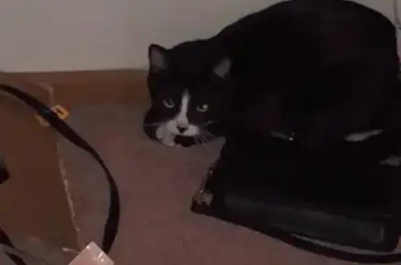 Found: Black & White Cat on I-70, Columbus