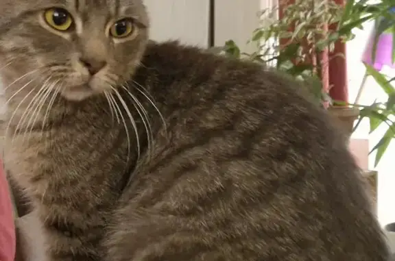 Chat trouvé entre Lillenium et commissariat - photo