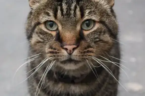Chat perdu, Pithiviers, photo: Chat tigré sociable perdu à Pithiviers