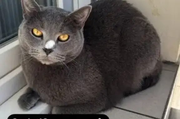 Chat perdu, Strasbourg, photo: Chat perdu, 2 ans, yeux jaunes, Rue Riehl