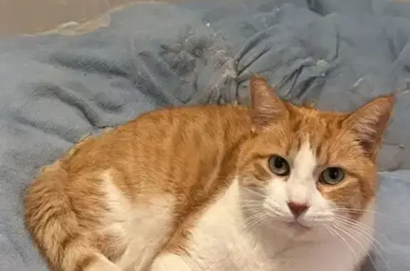 Lost Cat: Bright Orange & White, Phoenix
