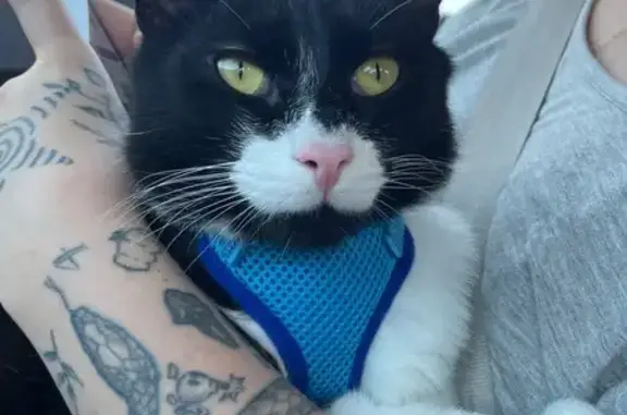 Missing cat Willowick, photo: Lost Tuxedo Cat with Pink Nose in Willowick