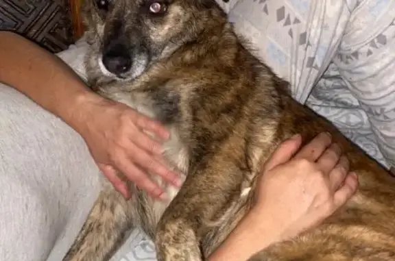 Perros Perdidos en Jiutepec: Ayúdanos a Encontrarlos