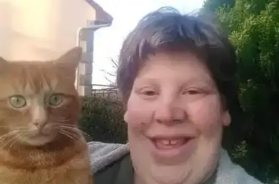 Chat perdu, 9 ans, rayé marron, Laval - photo