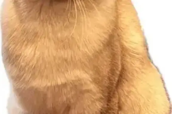 Lost Cat: Cream Fur, Blue Eyes, Call Now!