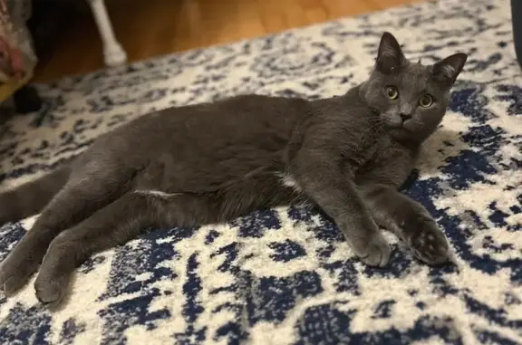 Friendly Lost Cat: Dark Gray, Gold Eyes