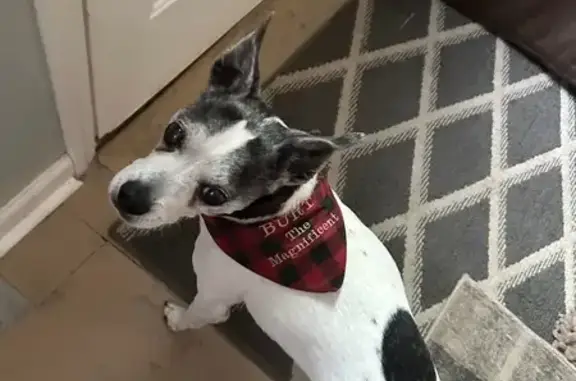 Found Dog: Hanky on Hoover Rd,...