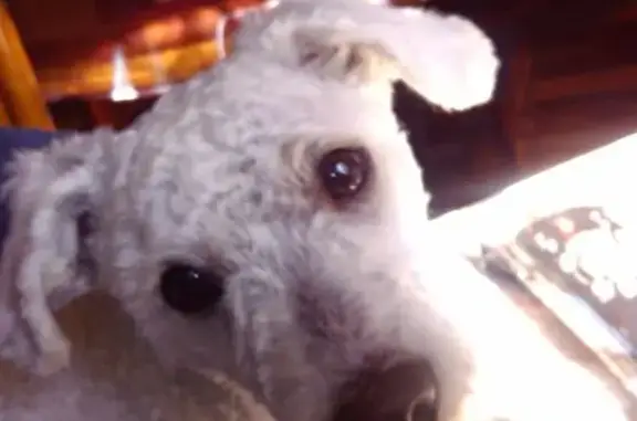 Perro Blanco Perdido en Naucalpan: Collar Morado