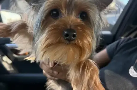 Lost Yorkie Puppy in Hampton Area