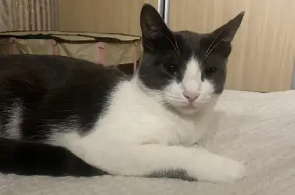 Lost Cat: Grey & White, 2nd Ave, JHB