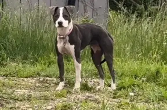 Found: Sweet Pitbull with Pink...