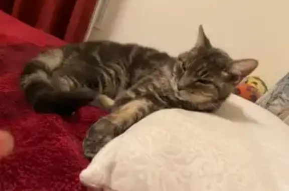 Lost 15-Year-Old Tabby on Alton Blvd