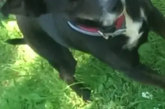 Lost Elderly Dog: Black with White Markings
