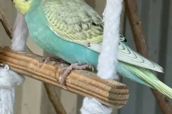 Lost Bird: Aqua & Yellow in Pe...