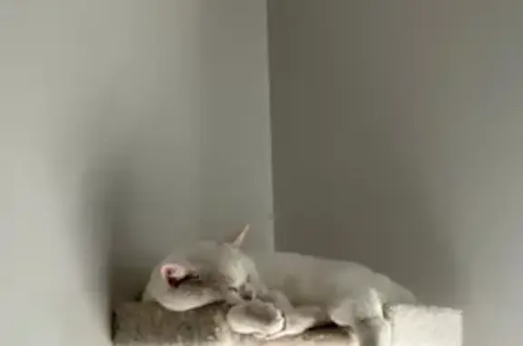 Lost White Cat with Brown Smud...