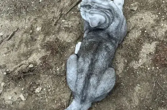 ¡Gato Gris Perdido! Recompensa...