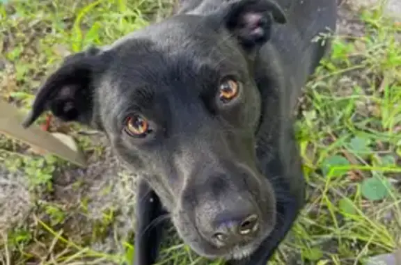 Lost Dog: Black with White Chest Mark