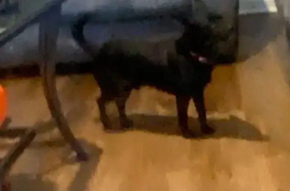 Lost Black Dog: Bowie on Tabby Drive