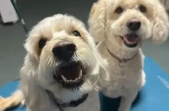 Lost Cream Dog: Riverside Drive Area