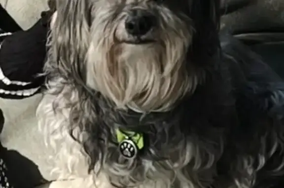 Lost: Friendly Grey Maltese Mix, 14yo