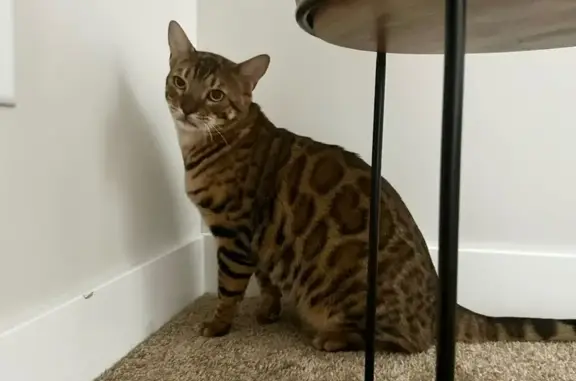 Missing Bengal Cat in Minnesota