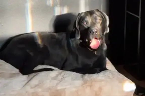 Lost Dog: Friendly Black Pup on 4th Ave