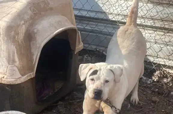 Lost Dog: White Lab/Pittie Named Chubbs