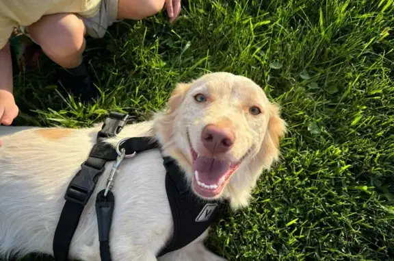 Lost Dog: Skittish, White & Beige Coat