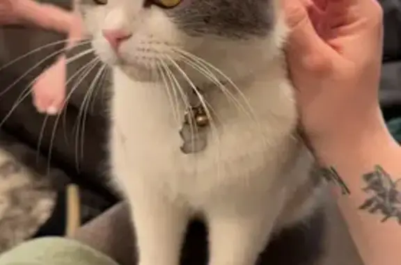 Lost Persian Tabby on Pocahontas Ave