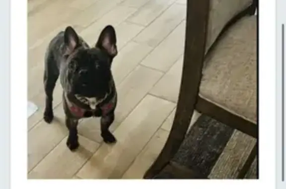 Limping Dog with Gold Chain Missing