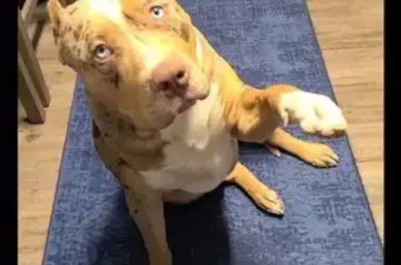 Lost Tri Chocolate Merle Bully XL